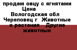 продам овцу с ягнятами › Цена ­ 7 000 - Вологодская обл., Череповец г. Животные и растения » Другие животные   